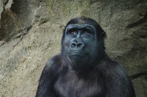 Brilliant Jerks don't need to act like apes